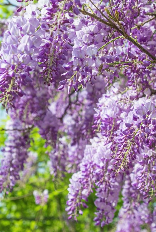 Wisteria sinensis gartenpflanze
