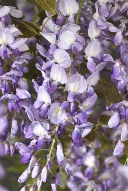 Wisteria sinensis gartenpflanze 23