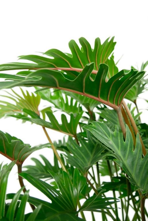 Alocasia Branchifolia Pink Passion blad