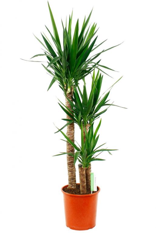 Yucca Elephantipes | Palmlilie 130cm kaufen? - 123zimmerpflanzen