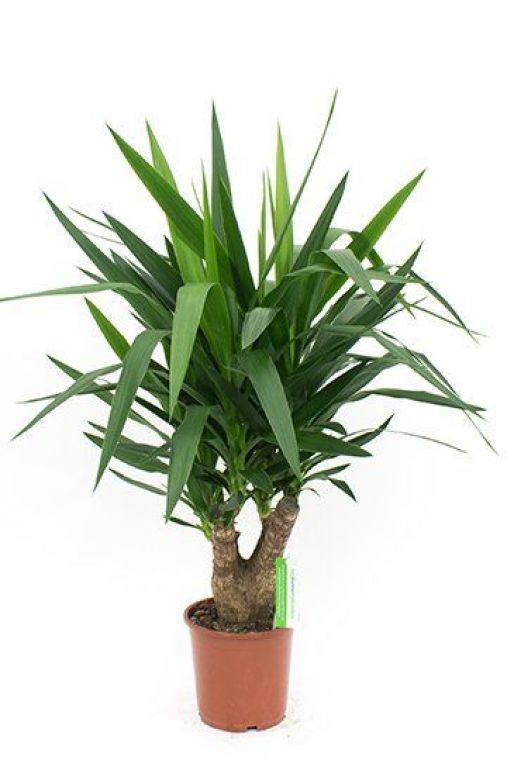 Yucca Elephantipes | Palmlilie 80cm kaufen? - 123zimmerpflanzen