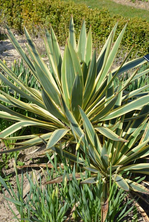 Yucca gloriosa citrus gartenpflanze p26