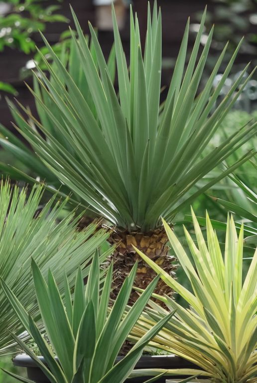 Yucca gloriosa silver gartenpflanze p26