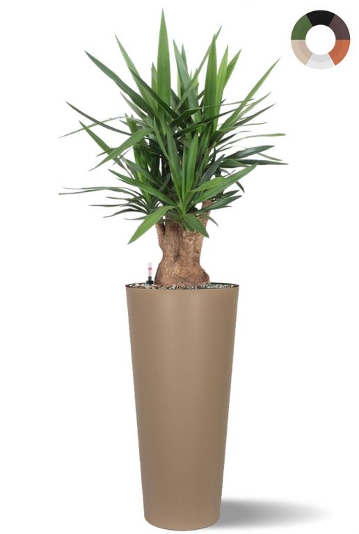 Yucca in hohem topf