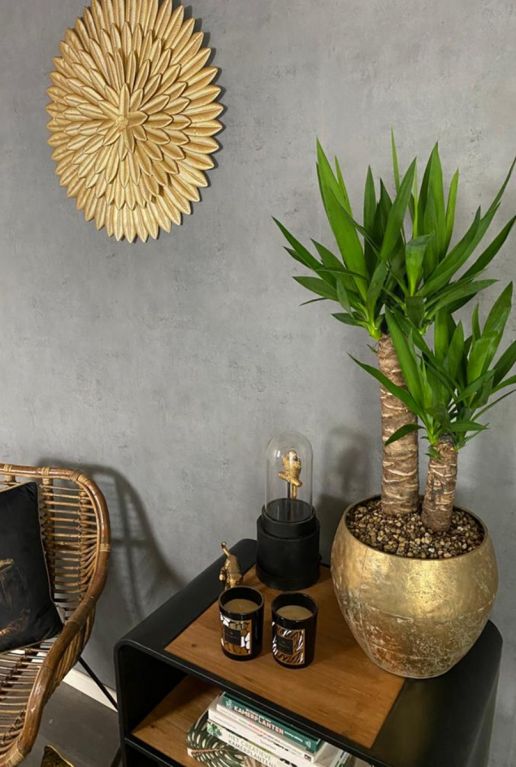 Yucca palm kamerplant aanbieding