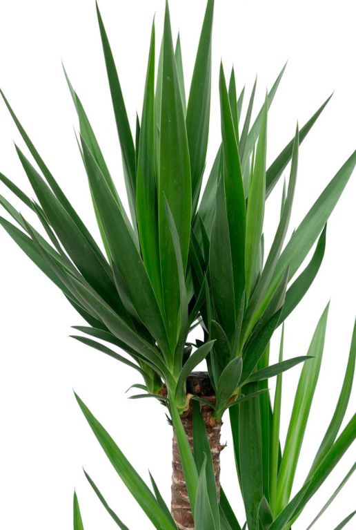 Yucca-Palmlilie im Pflanzgefäß