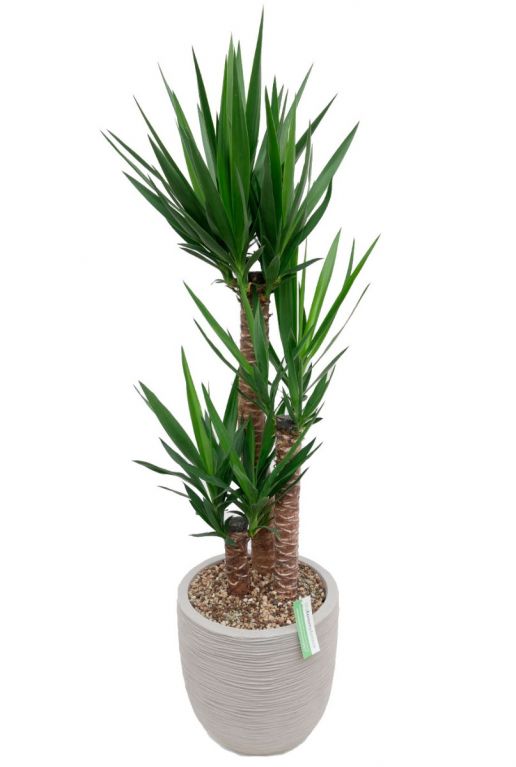 Yucca-Pflanze in grauem Pflanzgefäß