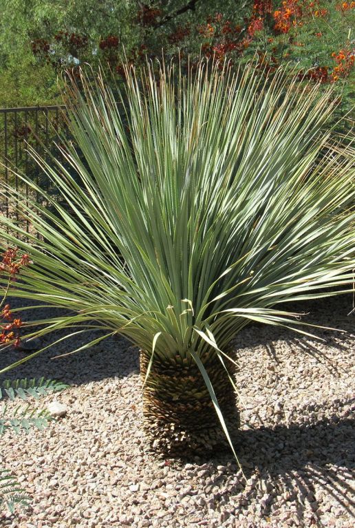 Yucca rostrata 7886 gartenpflanze