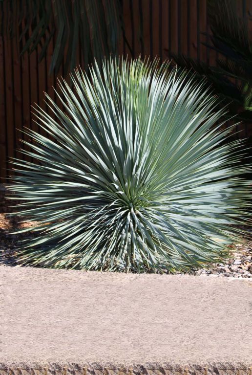 Yucca rostrata gartenpflanze 1