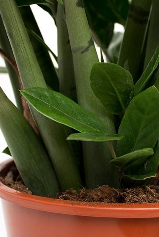 Zamioculcas Zamiifolia