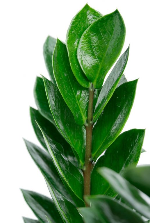 Zamioculcas Zamiifolia