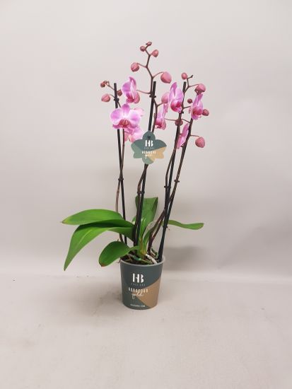 Phalaenopsis Boston - 4 Zweige