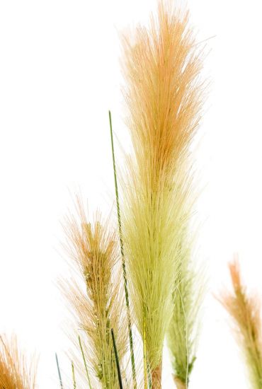 Grass foxtail