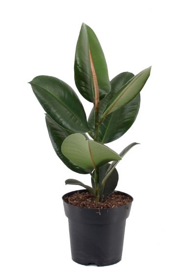 Ficus Elastica Robusta Zimmerpflanze Von 50 Cm Kaufen 123zimmerpflanzen