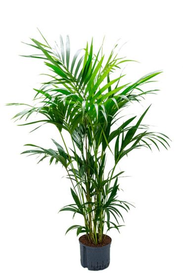 Kentia palm hydro