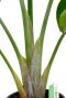Monstera Siltepecana