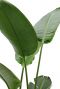 Monstera Siltepecana