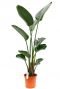 Monstera Siltepecana