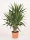 Yucca