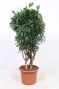 Dracaena reflexa