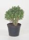 Crassula