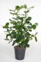 Clusia Rosea