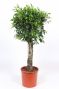 Ficus Nitida