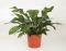 Anthurium Antingo