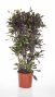 Croton Mammi