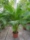 Areca (chrysalidoc.) lutescens