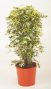 Schefflera Trinette