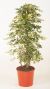 Schefflera Trinette