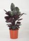 Calathea Ornata