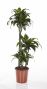 Dracaena  Dorado