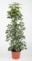 Schefflera Gold Capella