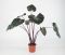 Alocasia princes