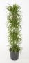 Dracaena Anita