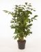 Caryota mitis