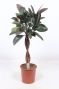 Ficus Elastica Robusta