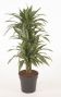 Dracaena Ulises