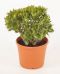Crassula ovata