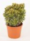 Crassula Ovata Sunset