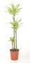 Dracaena Diamond Dream