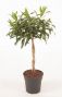 Dracaena reflexa Song of Jamaica