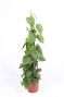 Philodendron scandens