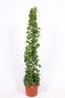 Cissus rotundifolia