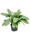 Aglaonema freedman