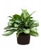 Aglaonema silver bay