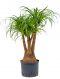 Beaucarnea recurvata hydrokulturpflanze