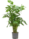 Epipremnum Pinnatum Global Green blad variegata